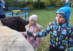 Dzieci czeszą futerko alpaki