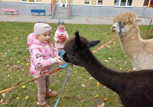 Dzieci karmią alpaki marchewkami z wiaderka