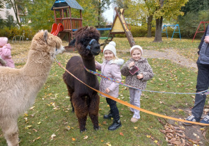 Dzieci czeszą alpaki