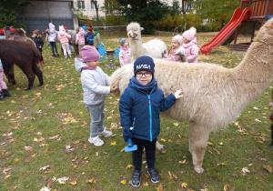 Dzieci czeszą alpaki