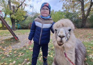 Dziecko przytula alpakę