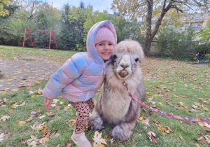 Dziecko przytula alpakę