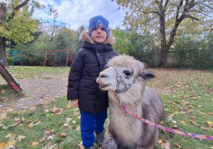 Dziecko przytula alpakę