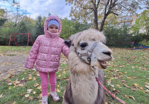 Dziecko przytula alpakę