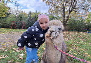 Dziecko przytula alpakę
