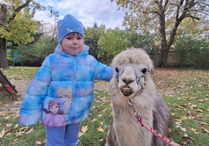 Dziecko przytula alpakę