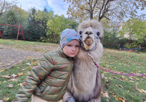 Dziecko przytula alpakę