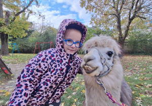 Dziecko przytula alpakę