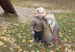 Dziecko przytula alpakę