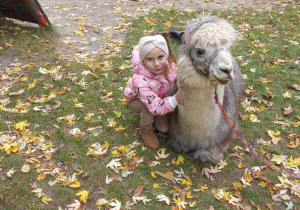 Dziecko przytula alpakę