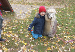 Dziecko przytula alpakę