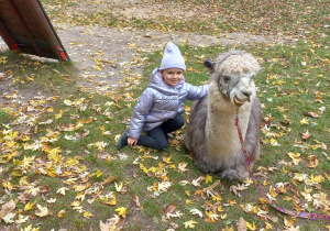 Dziecko przytula alpakę