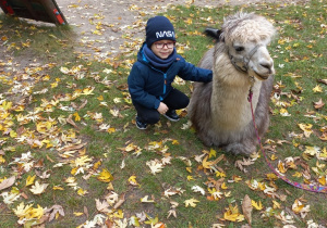 Dziecko przytula alpakę