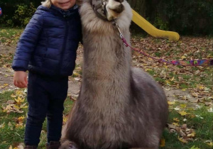 Dziecko pozuje do zdjęcia z alpaką