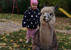 Dziecko pozuje do zdjęcia z alpaką