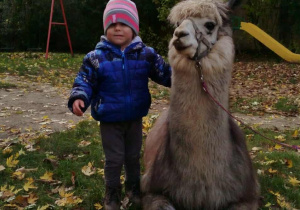 Dziecko pozuje do zdjęcia z alpaką