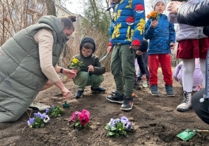 Dzieci z pomocą nauczycielki sadzą bratki