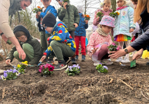 Dzieci z pomocą nauczycielki sadzą bratki