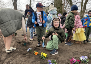Dzieci z pomocą nauczycielki sadzą bratki