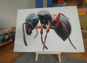 "Sekretne życie mrówek" w naszym przedszkolu