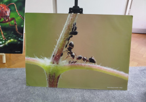 Zdjęcie mrówek zjadających mszyce