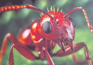Zdjęcie mrówki z plakatu