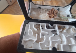 Terrarium z żywymi mrówkami, które oglądają dzieci