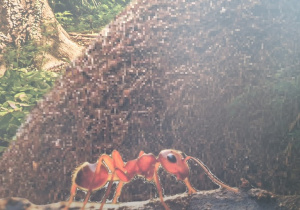 Zdjęcie mrówki - pomoc dydaktyczna prowadzącego