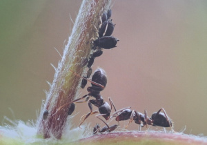 Zdjęcie mrówki - pomoc dydaktyczna prowadzącego