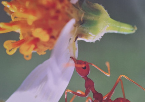 Zdjęcie mrówki - pomoc dydaktyczna prowadzącego