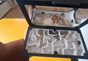 Terrarium z mrówkami