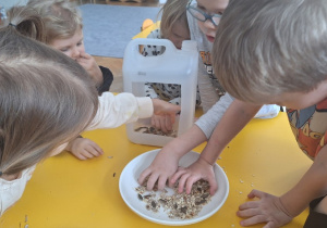 Dzieci przygotowują mieszanki ziaren dla ptaków i wsypują do karmnika