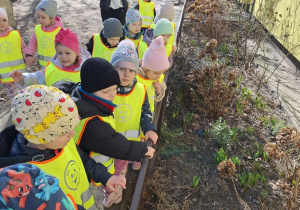 Dzieci zauważyły zielone liście tulipanów