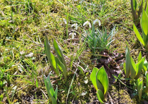 Przebiśniegi i tulipany