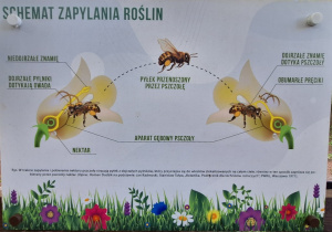 Tablica informacyjna zapylania roślin przez pszczoły