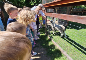 W mini zoo dzieci karmią owieczki i kozy