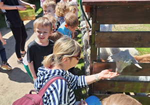 W mini zoo dzieci karmią owieczki i kozy