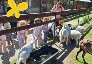 W mini zoo dzieci karmią owieczki i kozy
