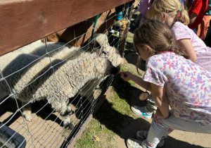 W mini zoo dzieci karmią owieczki i kozy
