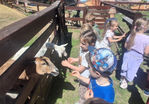 W mini zoo dzieci karmią owieczki i kozy
