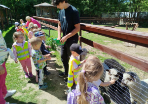 W mini zoo dzieci karmią owieczki i kozy