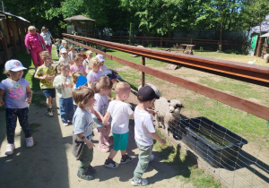 W mini zoo dzieci karmią owieczki i kozy